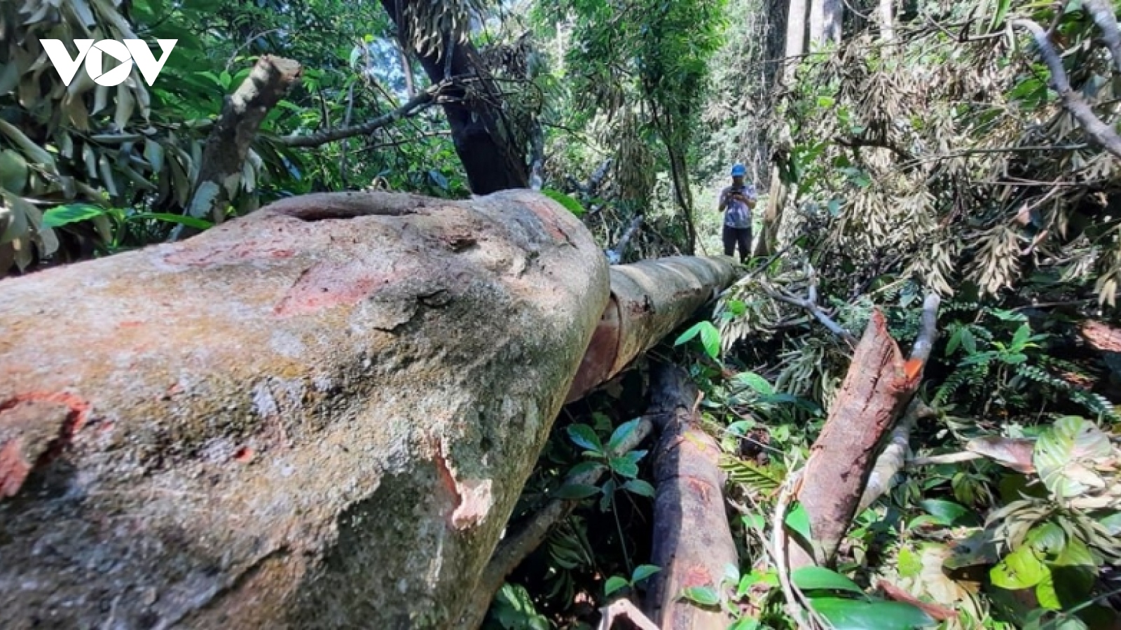 Quảng Nam khởi tố vụ án phá rừng trái phép tại huyện Bắc Trà My