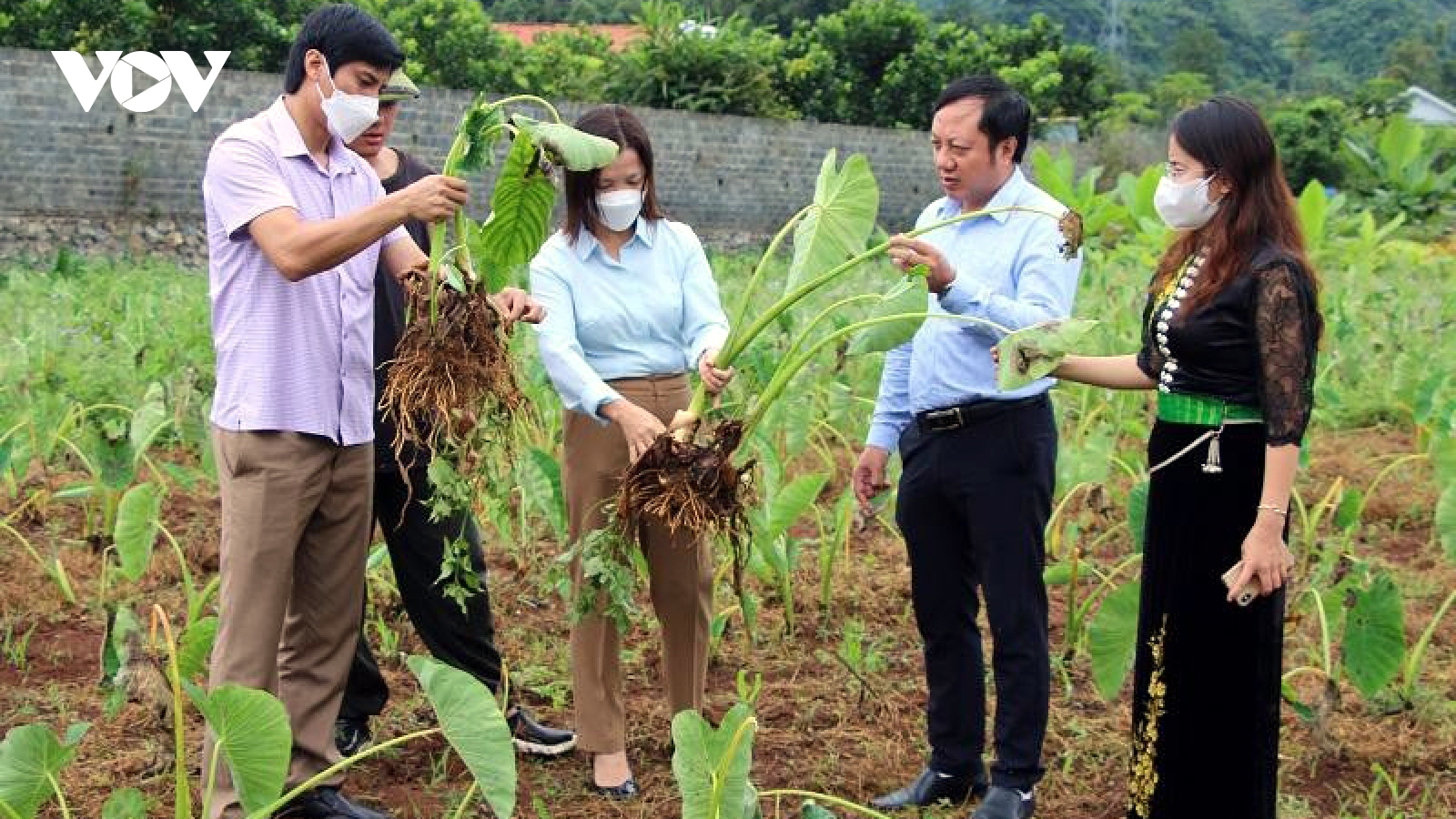 Đặc  sản Khoai sọ Thuận Châu sản xuất theo chuỗi có đầu ra ổn định