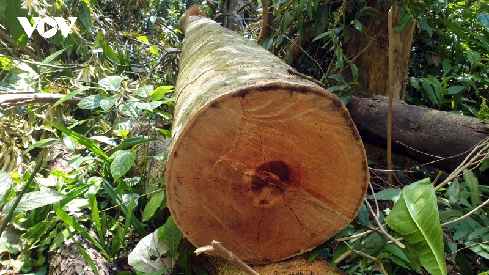 Lãnh đạo tỉnh Quảng Nam: Vụ phá rừng phòng hộ ở xã Trà Bui là rất đau xót