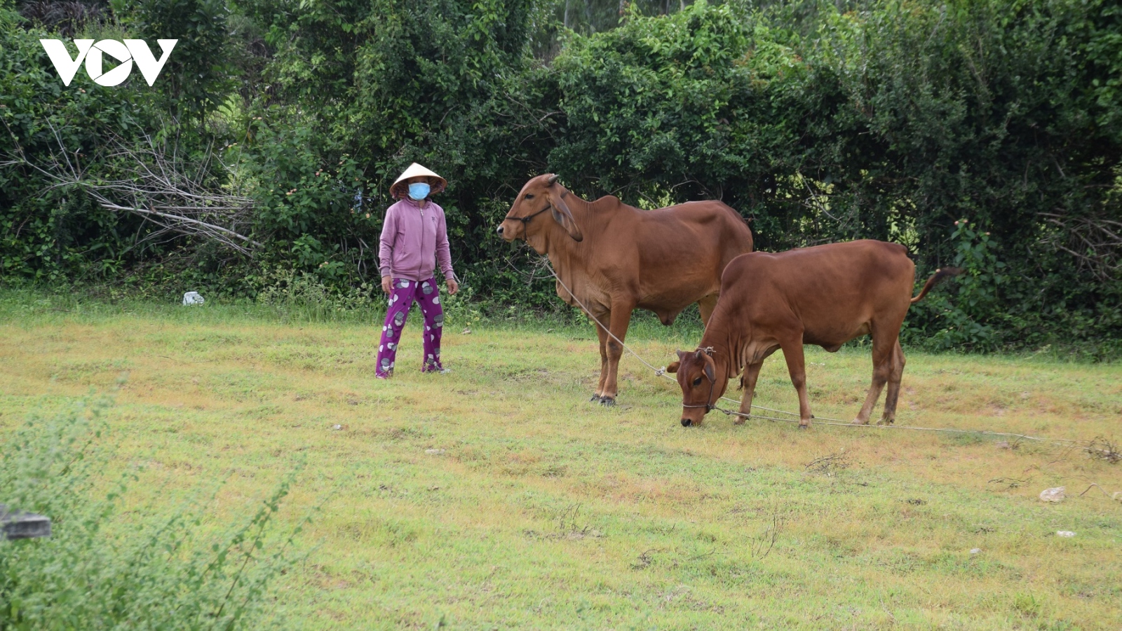 Bình Định hỗ trợ người dân tái đàn bò sau dịch bệnh viêm da nổi cục