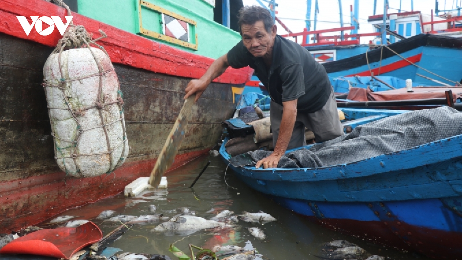 Cá trên sông ở Phú Yên chết hàng loạt, người nuôi thiệt hại nặng