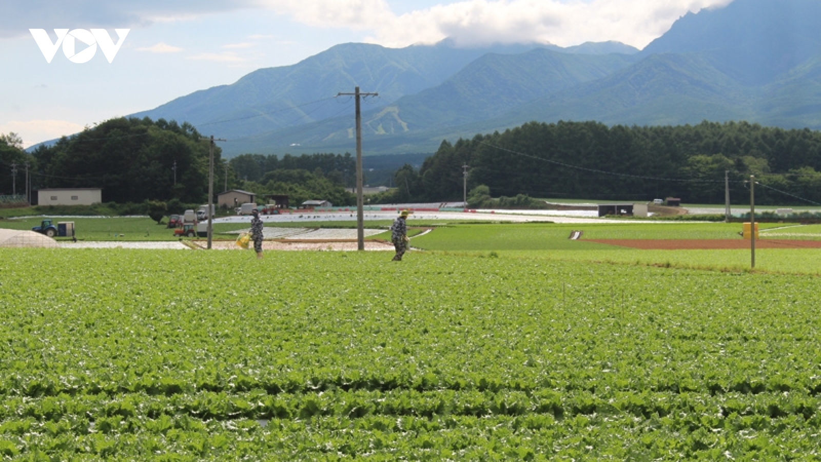 Vì sao Nhật Bản thành công trong việc nâng tầm giá trị nông sản?