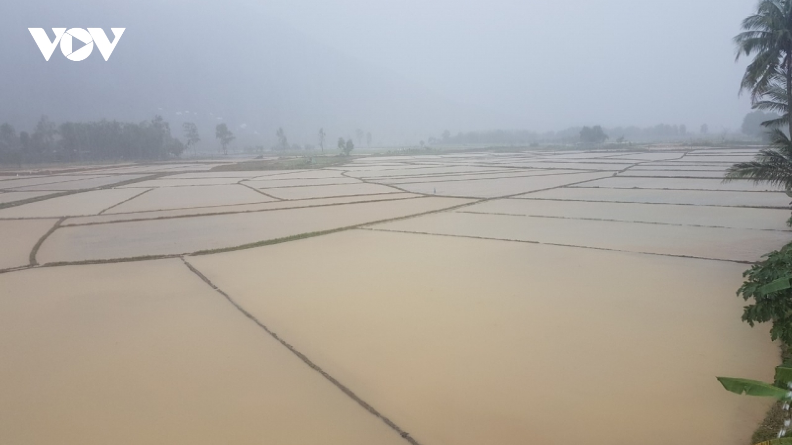 Miền Trung mưa lớn bất thường, nhiều diện tích lúa bị ngập úng  