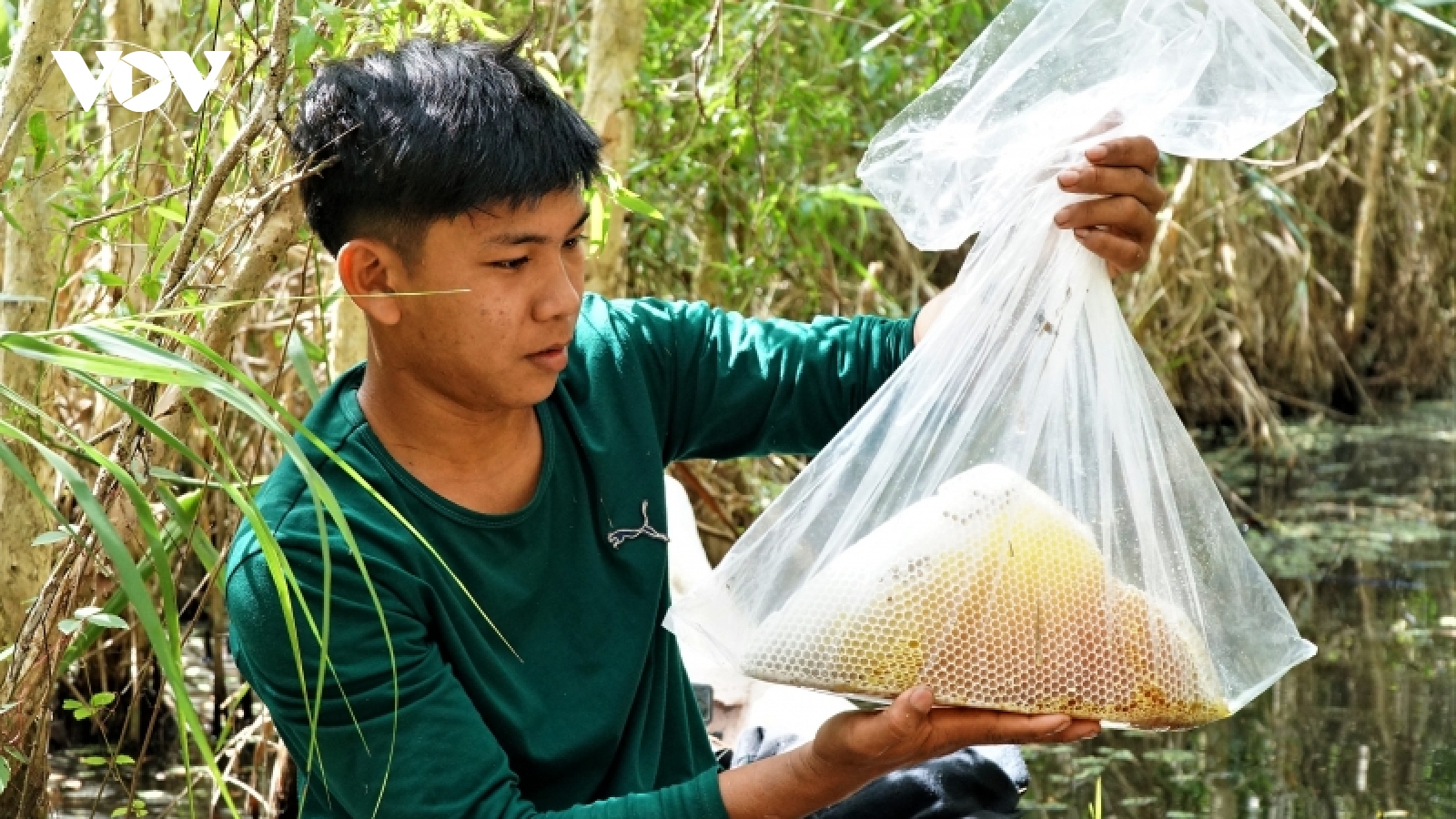 Dùng Youtube phát triển nghề "ăn ong" nơi đất rừng U Minh hạ