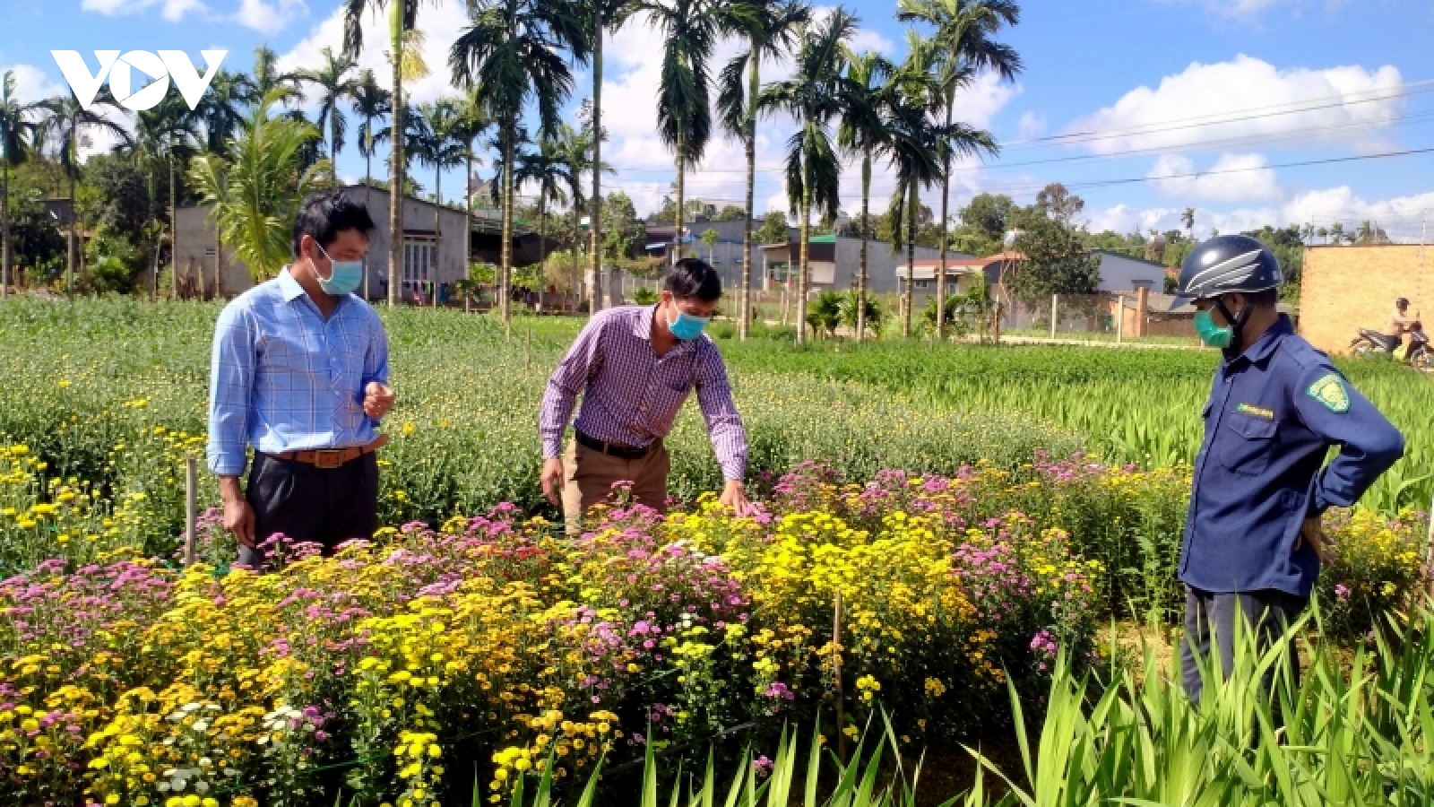 Làng hoa Buôn Trấp nhộn nhịp vụ Tết