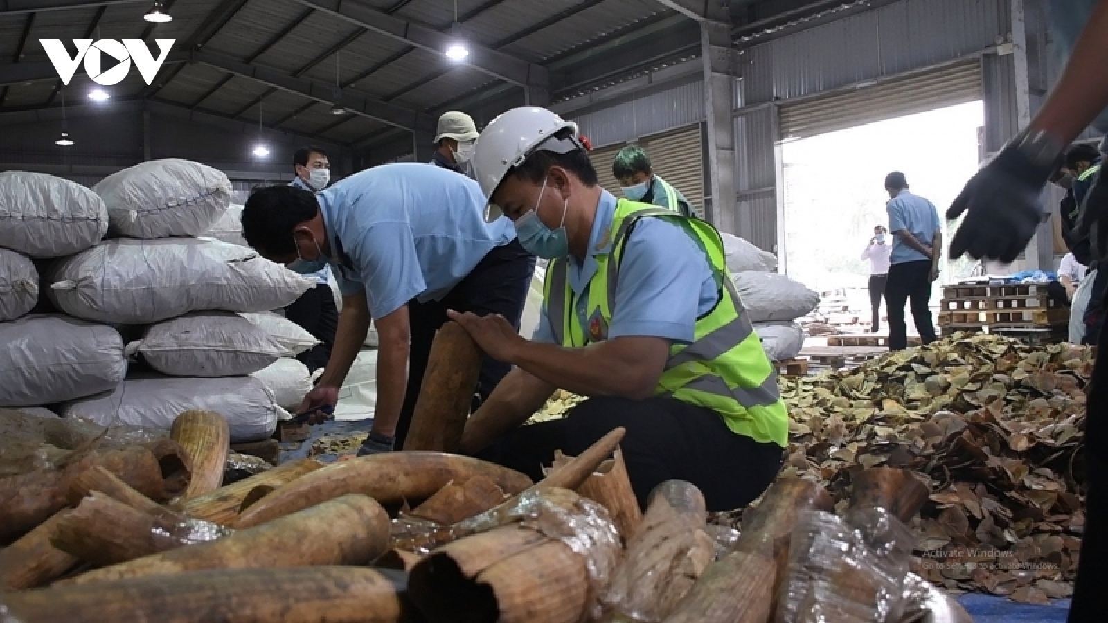 Hải quan Đà Nẵng: Bắt giữ số lượng lớn hàng nghi là ngà voi và vảy tê tê
