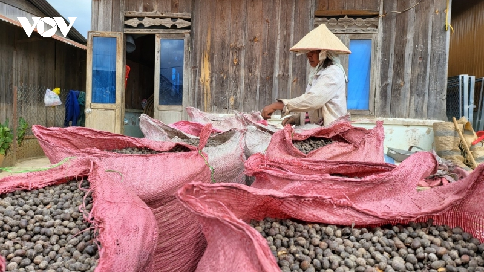 Nông sản được mùa được giá, người dân Lâm Đồng có cái Tết ấm no