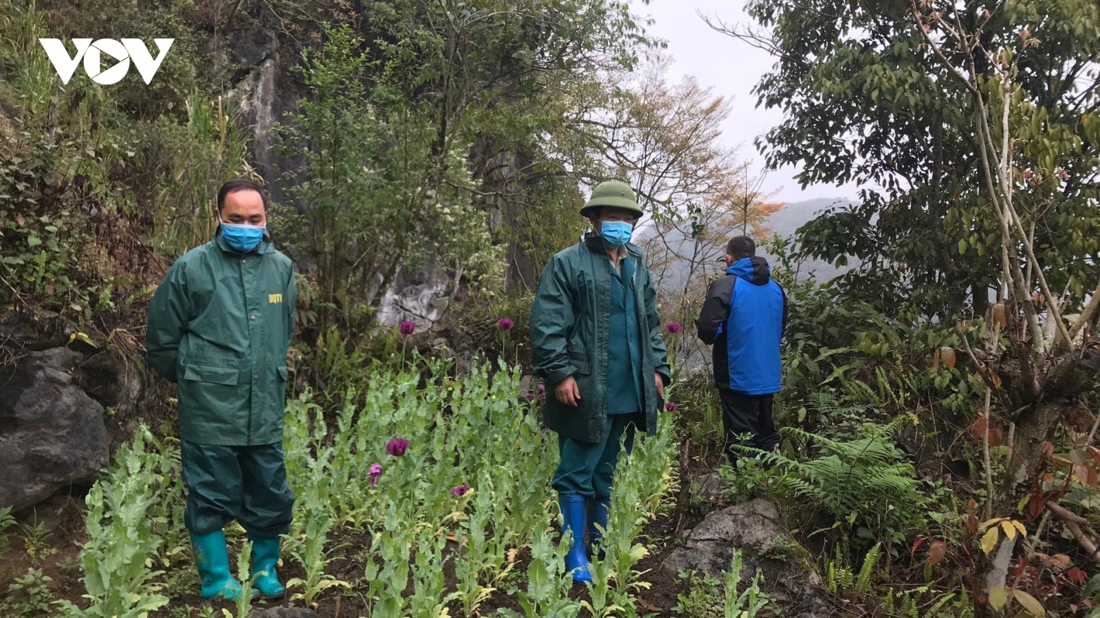 Cao Bằng tiếp tục triệt phá hàng trăm cây thuốc phiện trồng trong khe núi