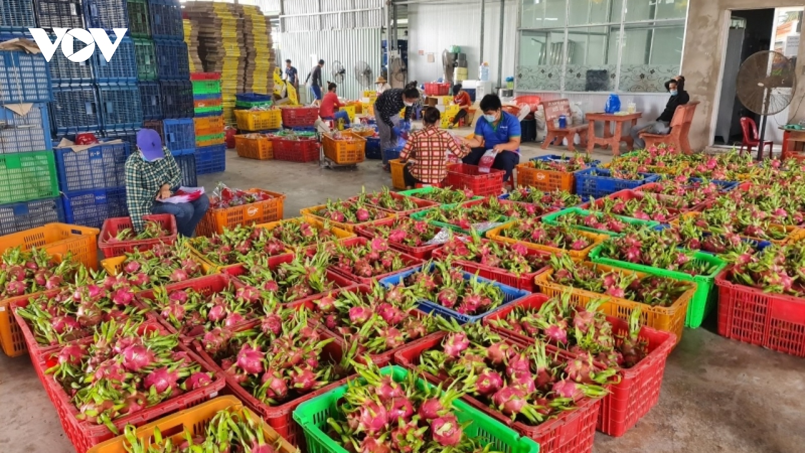 Tiền Giang có số lượng trái cây được cấp mã số vùng trồng lớn nhất cả nước