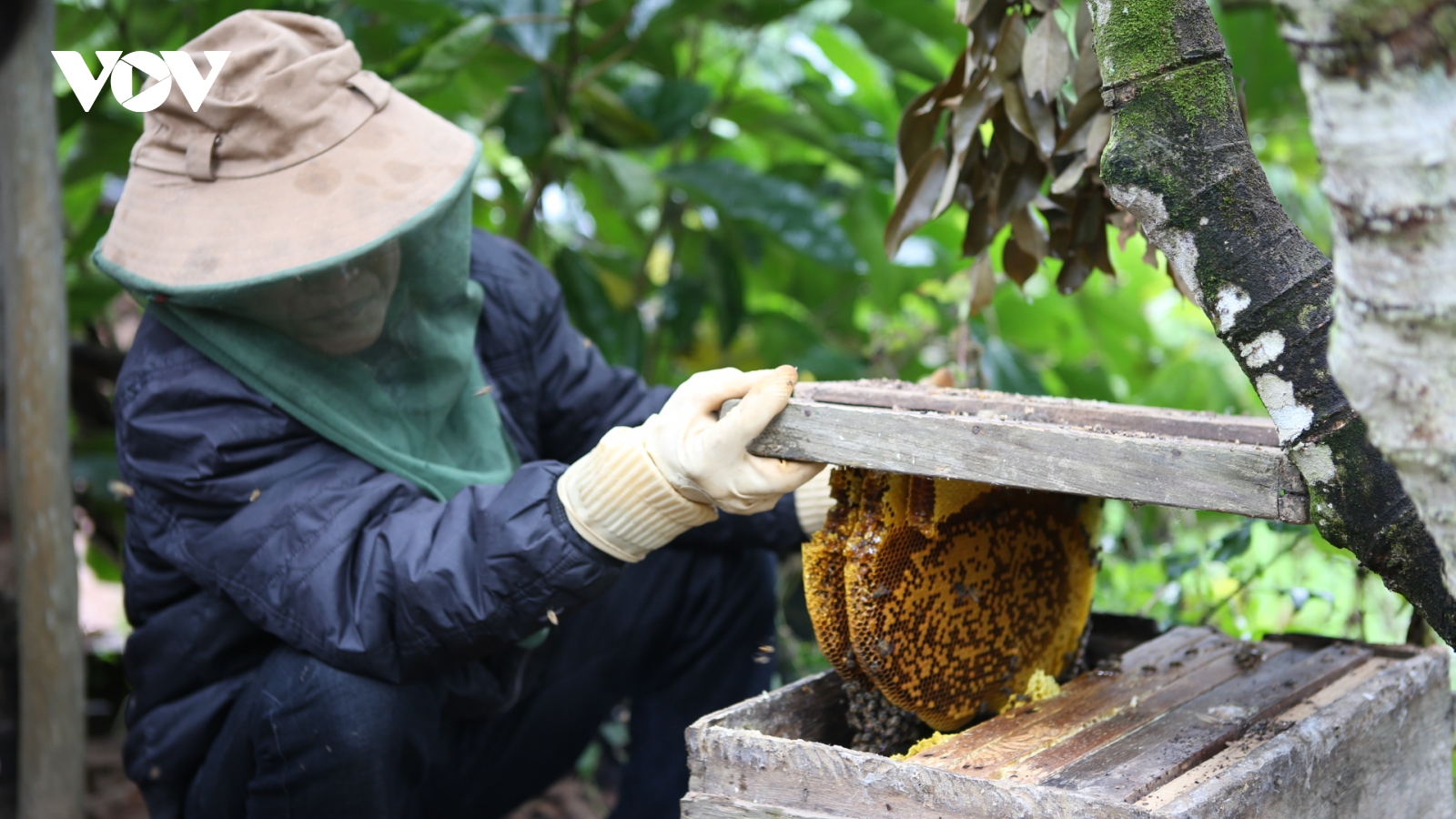 Cận cảnh nghề nuôi ong rừng hút mật hoa vải thiều ở Bắc Giang