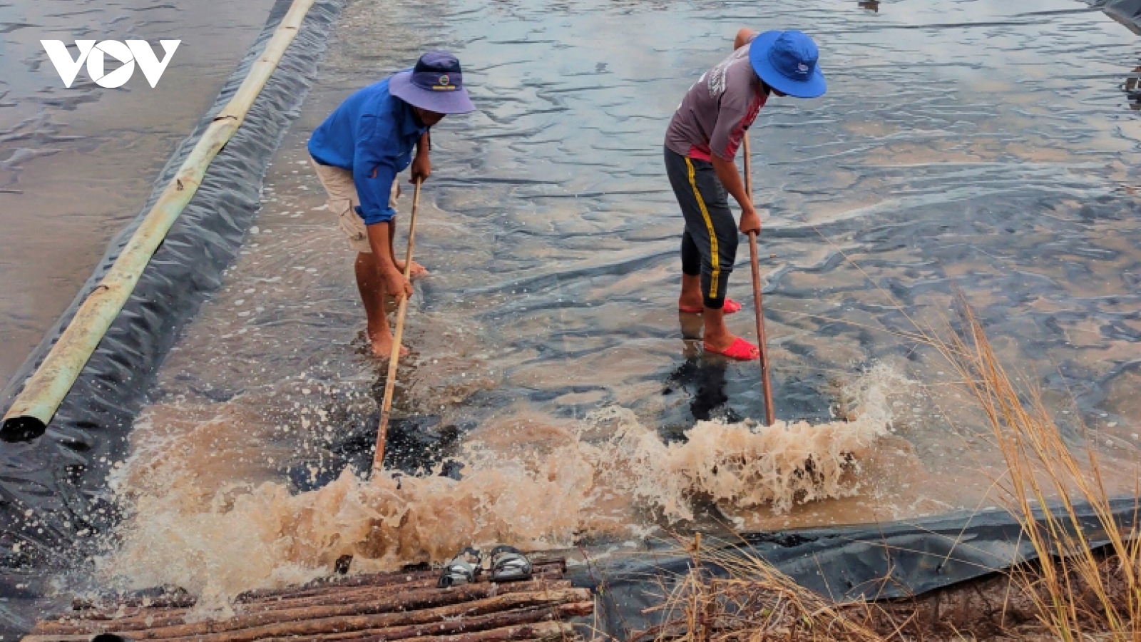 Hàng trăm tấn muối tại Bạc Liêu bị thiệt hại do mưa trái mùa