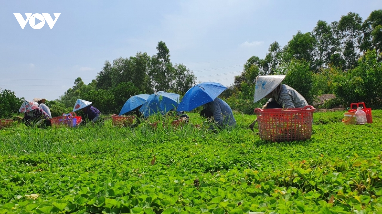 Long An giúp nông dân thay đổi tư duy sản xuất qua mô hình trồng rau má VietGap