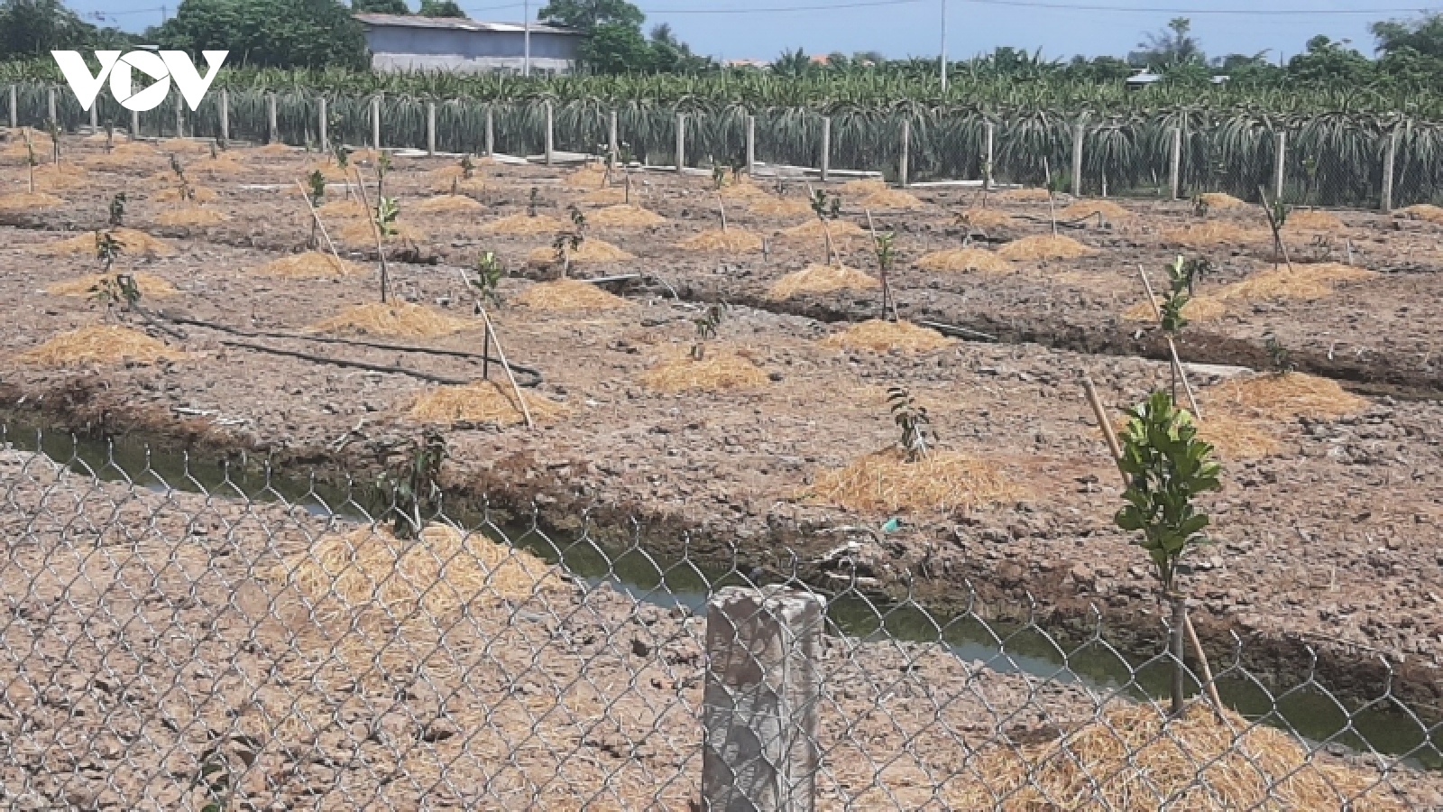 Nông dân Tiền Giang tiếp tục phá bỏ vườn thanh long