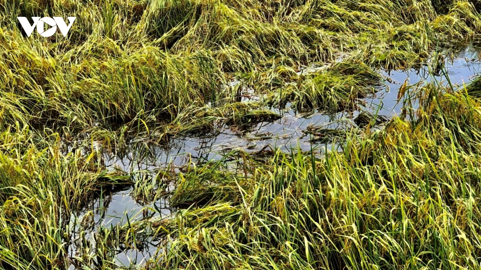 Lúa Đông xuân thiệt hại nặng do mưa trái mùa ở Bạc Liêu
