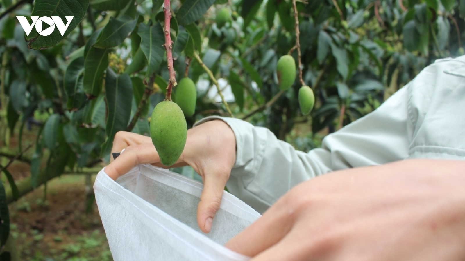 Nông dân Sơn La phấn đấu “mặc áo” cho 15 triệu trái cây