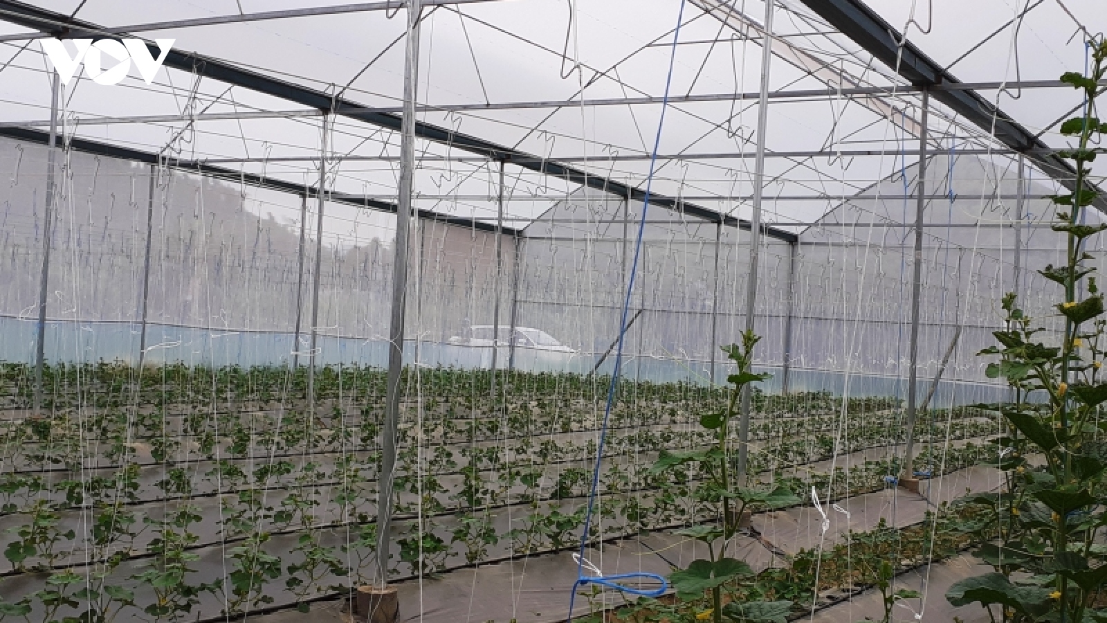 Hà Giang áp dụng công nghệ cao vào nông nghiệp