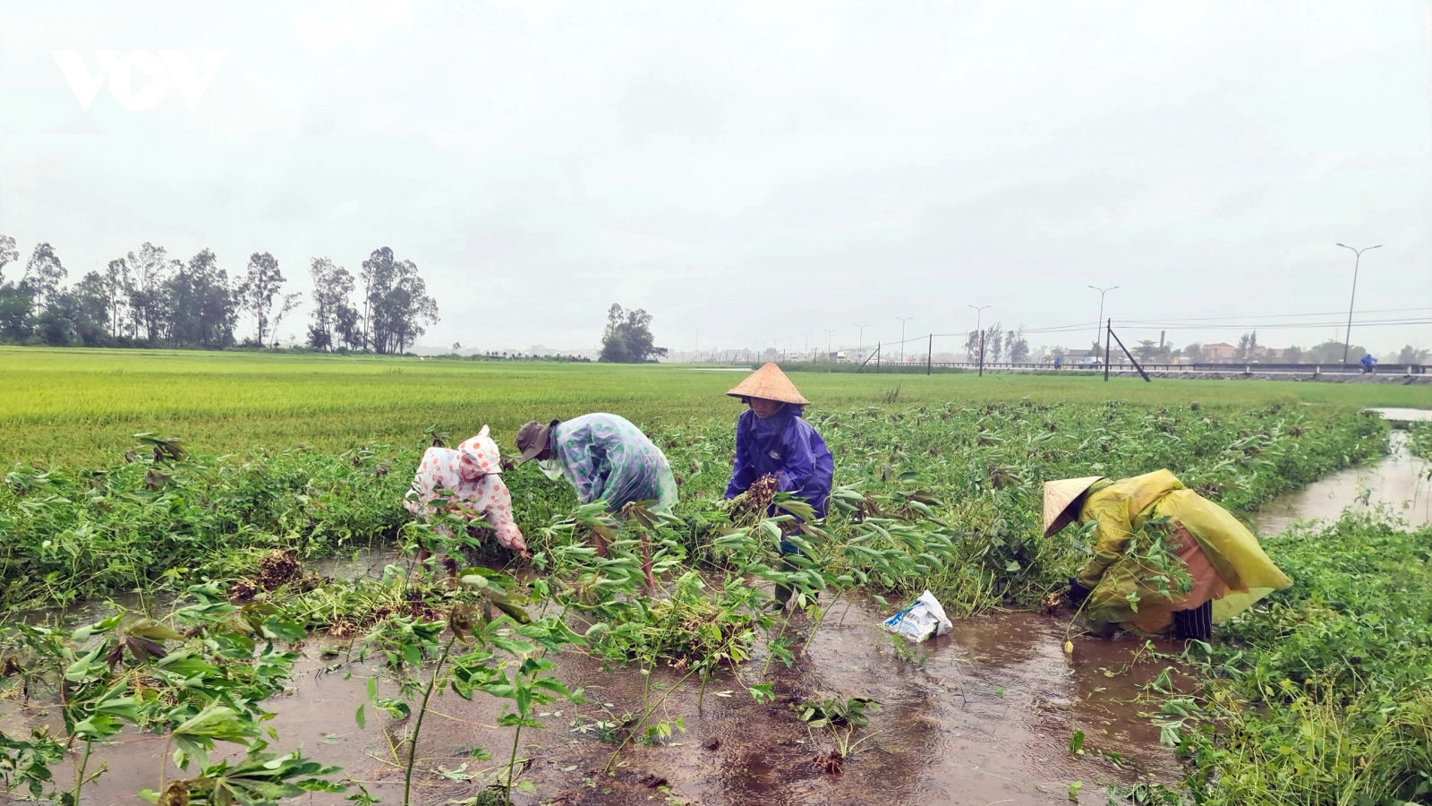Gần 20.000 ha lúa và hoa màu ngã đổ do mưa lớn ở Quảng Nam