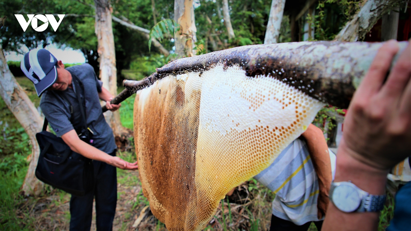 Trải nghiệm nghề “ăn ong” truyền thống ở đất rừng U Minh hạ