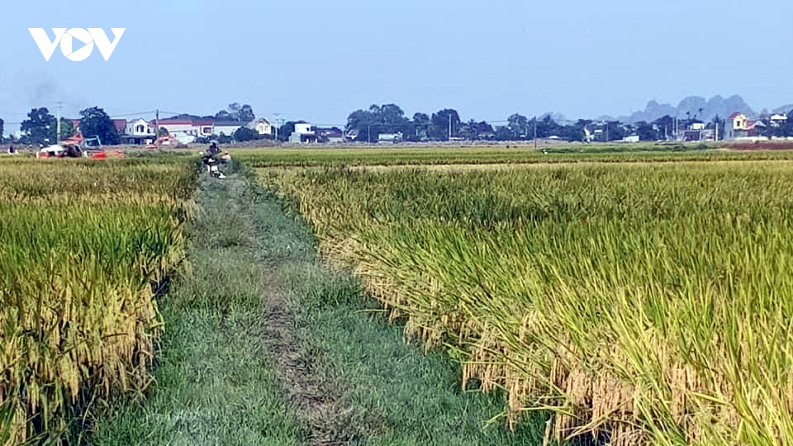 Thời tiết bất thường, sản xuất lúa Đông Xuân vẫn cơ bản đạt kế hoạch đề ra