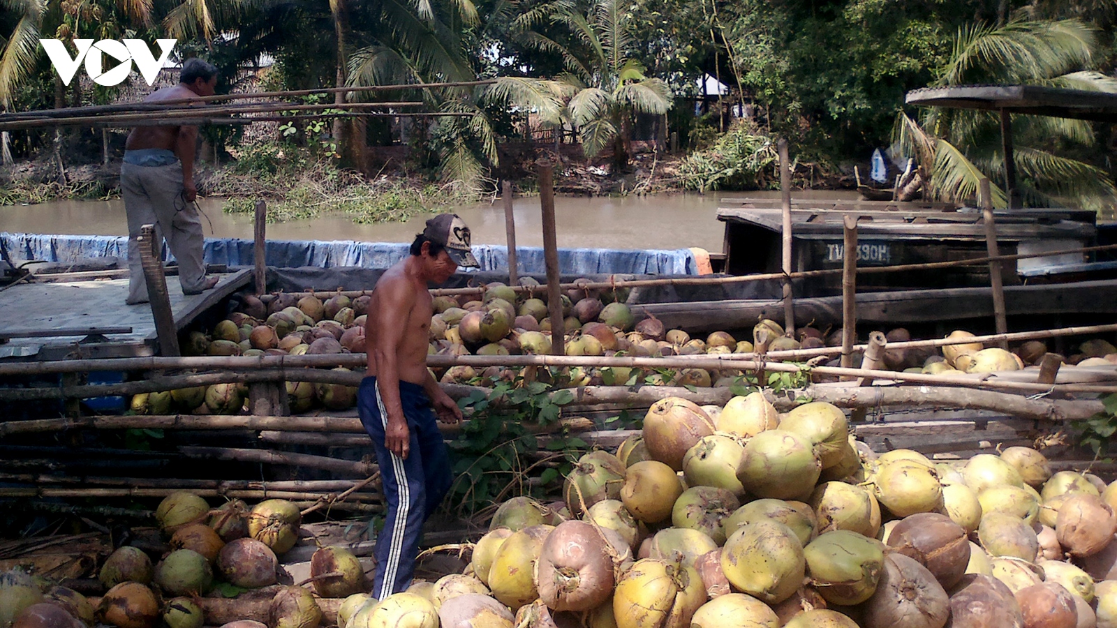 Giá dừa khô giảm mạnh khiến người trồng không còn mặn mà chăm sóc