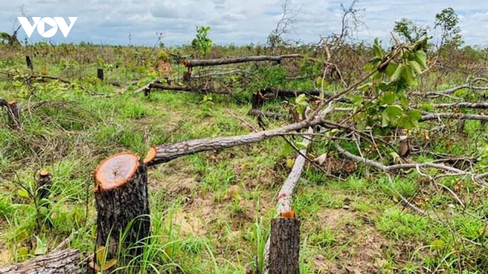 Để mất gần 400 ha rừng, chủ tịch xã ở Đắk Lắk tự nhận hình thức kỷ luật cách chức