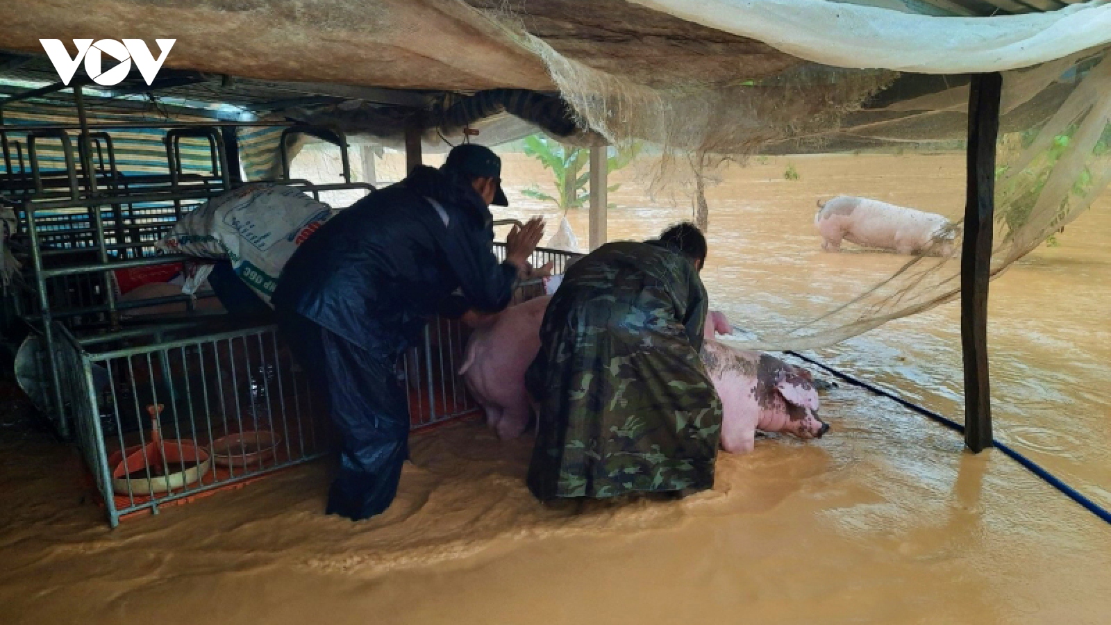 Mưa lớn gây ngập nhiều nhà ở và hàng trăm ha cây trồng tại Lâm Đồng