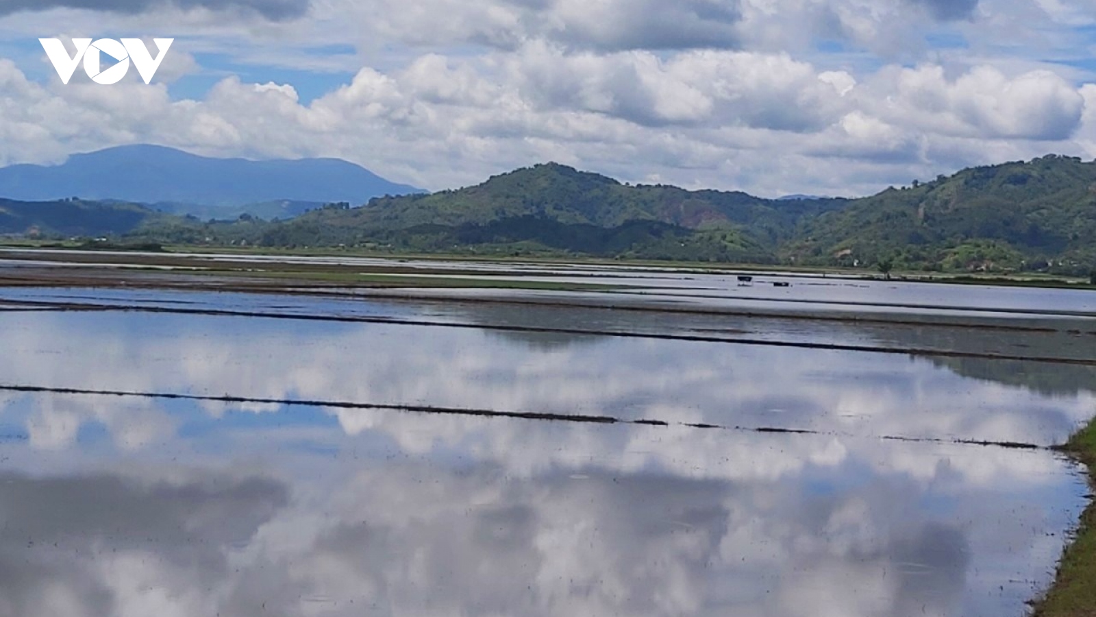 650 ha cây trồng bị ngập úng sau nhiều ngày mưa lớn