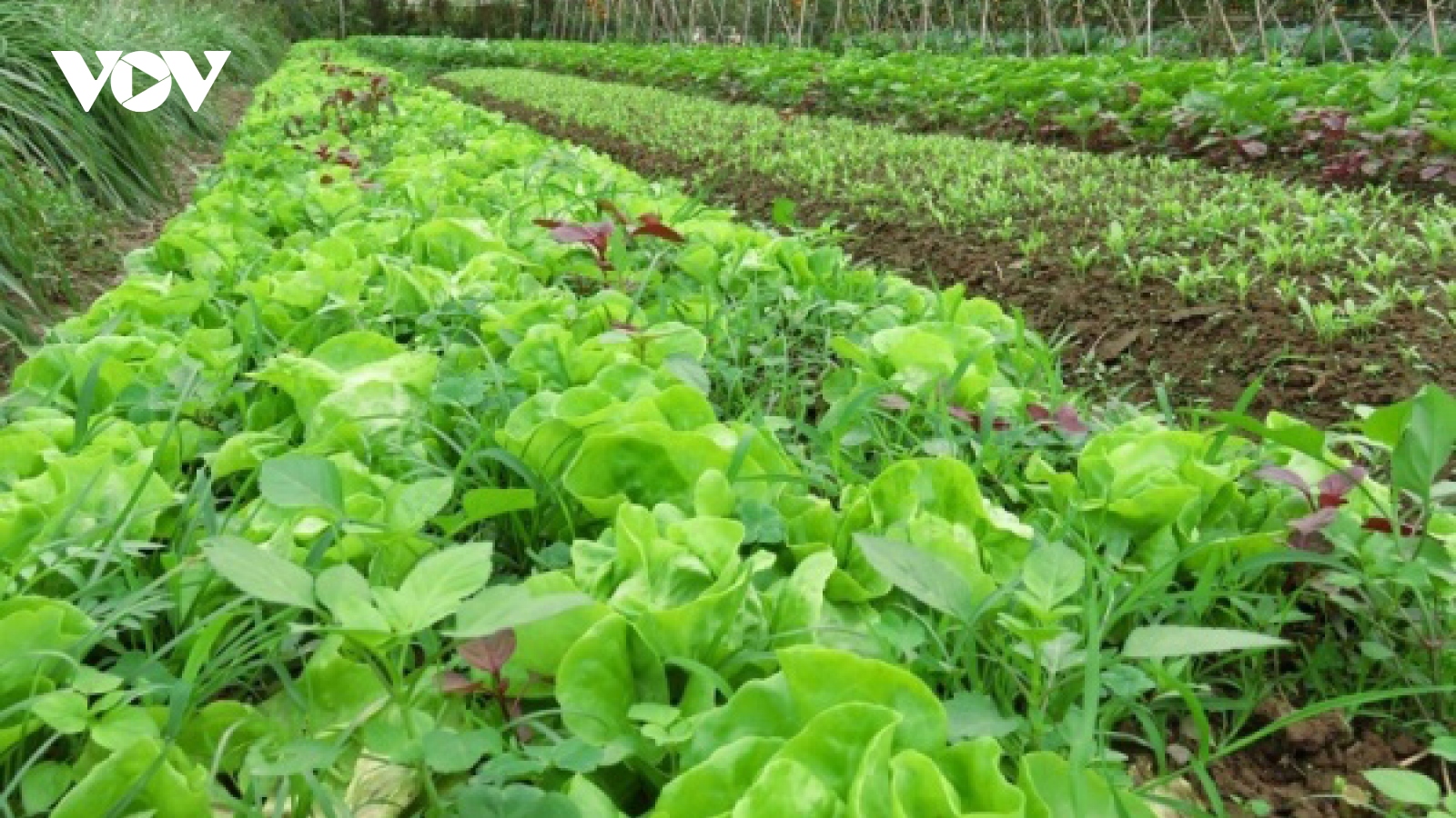 Vật tư tăng giá, Lâm Đồng chuyển hướng sản xuất nông nghiệp hữu cơ