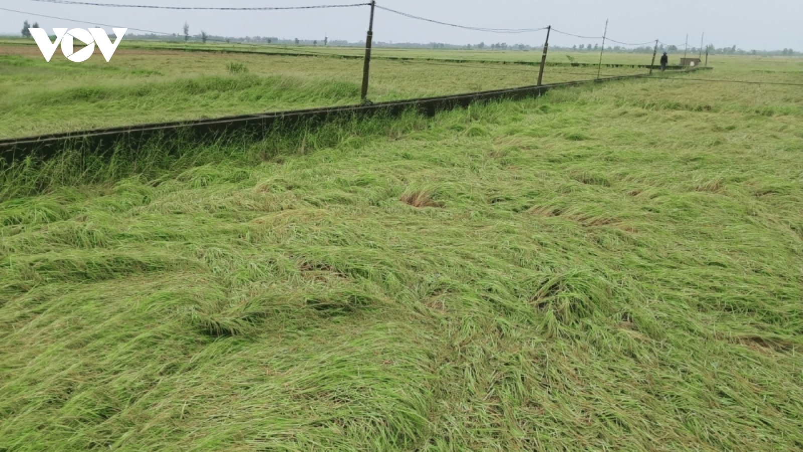 8.000 ha lúa chín ở Thừa Thiên Huế gãy đổ, ngập úng vì mưa lớn