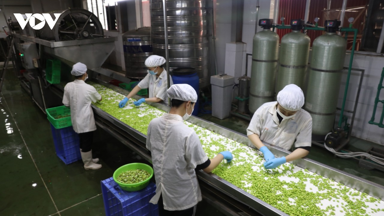 Nông nghiệp Bắc Giang có nhiều điểm sáng trong 6 tháng đầu năm