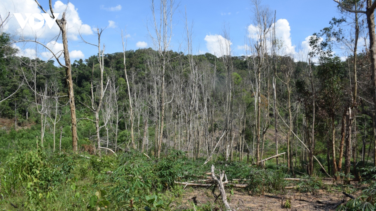 Một công ty lâm nghiệp tại Bình Định để người dân lấn, chiếm hơn 9ha đất rừng