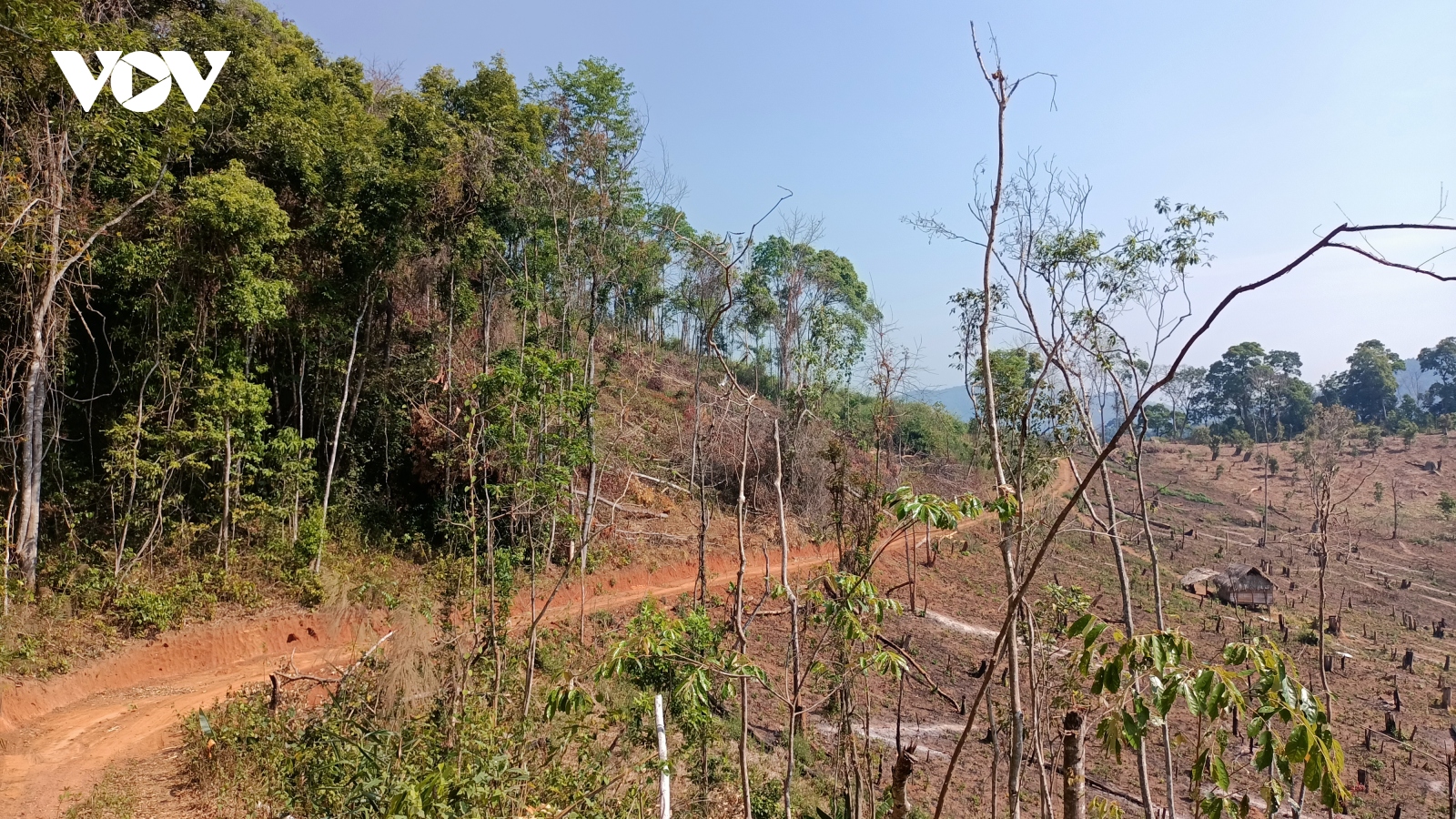 Khởi tố vụ án và 2 bị can phá hơn 2,2 ha rừng phòng hộ ở Gia Lai