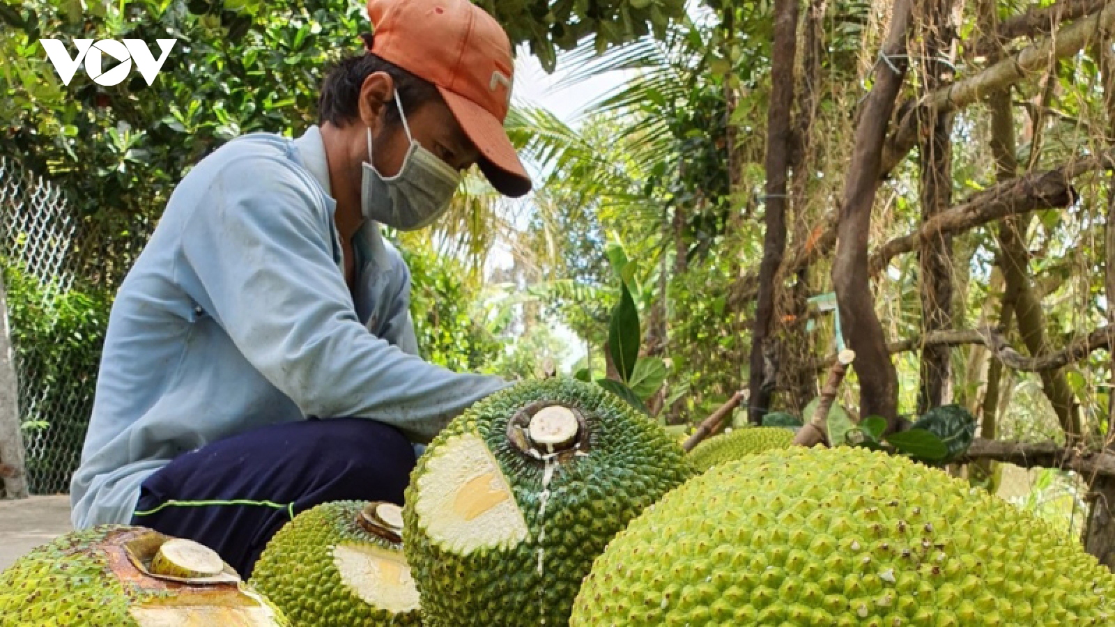 Tiền Giang: Không khuyến khích nông dân phát triển thêm cây mít thương phẩm