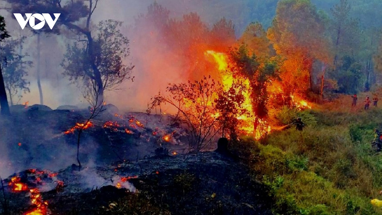 Xử lý nghiêm tình trạng đốt thực bì để xảy ra cháy rừng 