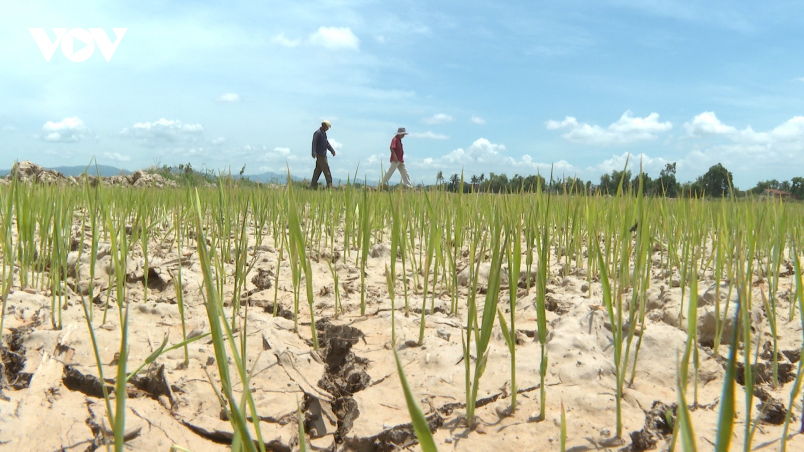 Phú Yên khẩn trương chống khô hạn cứu lúa Hè Thu
