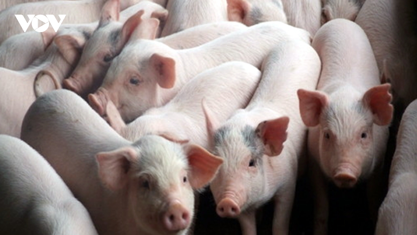 Campuchia ngừng nhập khẩu lợn từ các nước láng giềng  