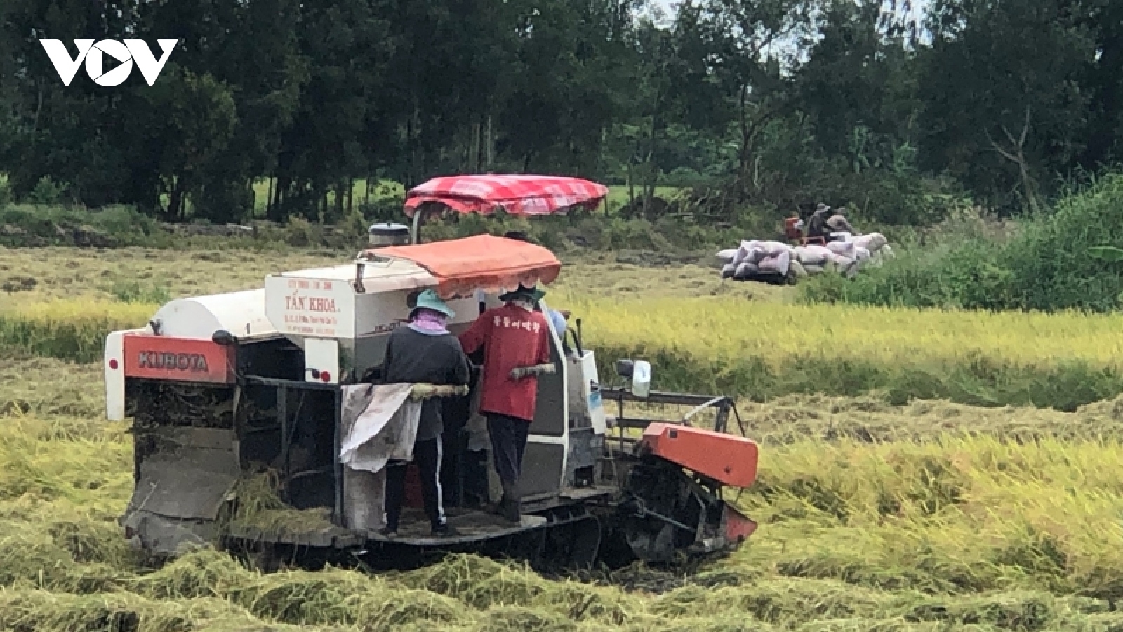 Giá thuê máy gặt lúa Hè thu tăng cao, nông dân chịu lỗ
