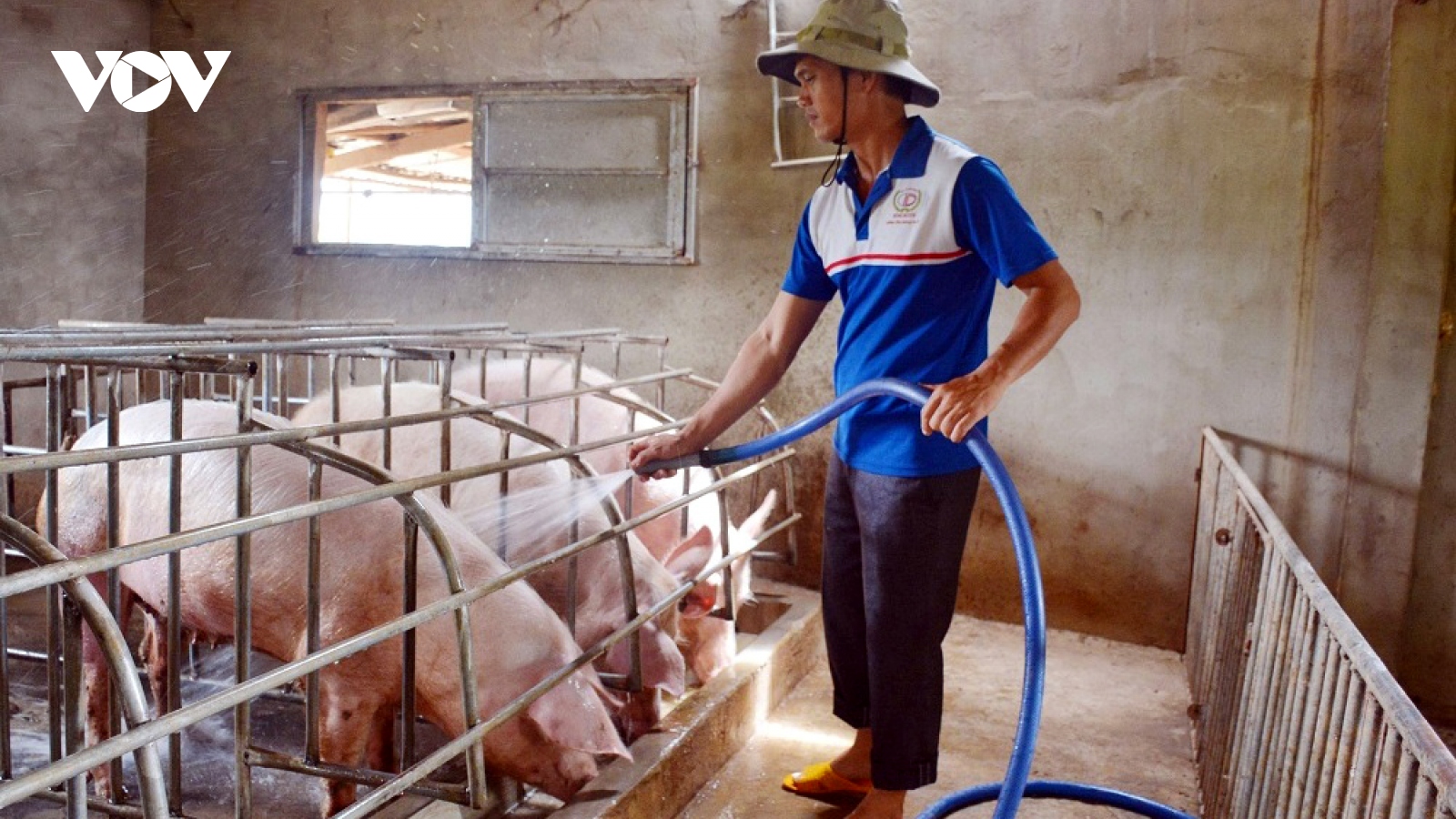 Việt Nam chặn gấp lợn “vượt biên” trái phép sang Trung Quốc