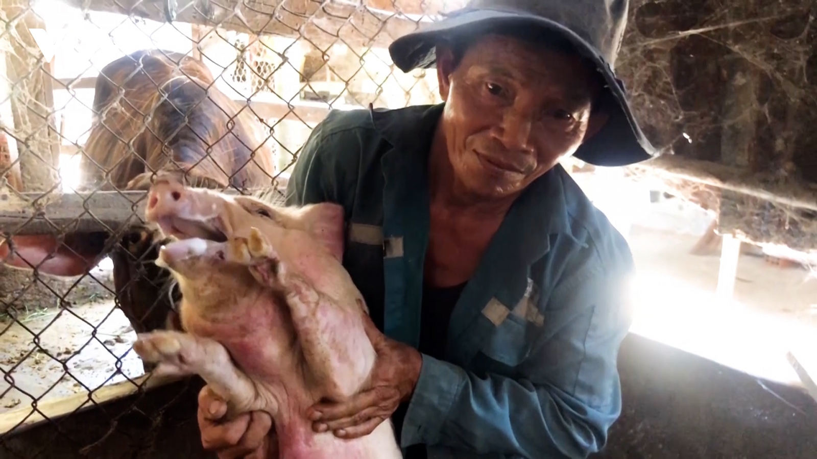 Làm rõ nguyên nhân lợn chết bất thường sau tiêm vaccine tả lợn Châu Phi