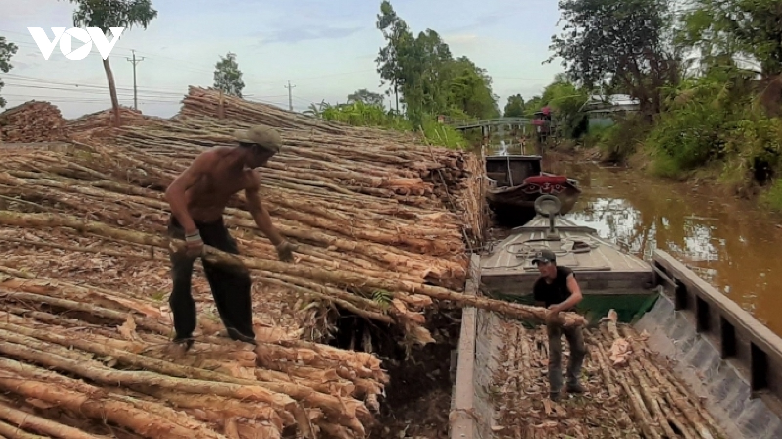 Giá cây tràm giảm, người trồng rừng U Minh hạ mất nửa thu nhập
