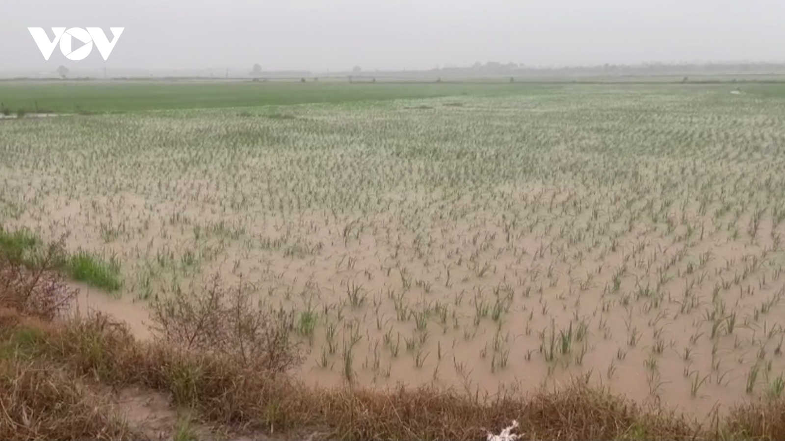 Hàng nghìn héc-ta lúa và hoa màu tại Hải Dương bị ngập úng
