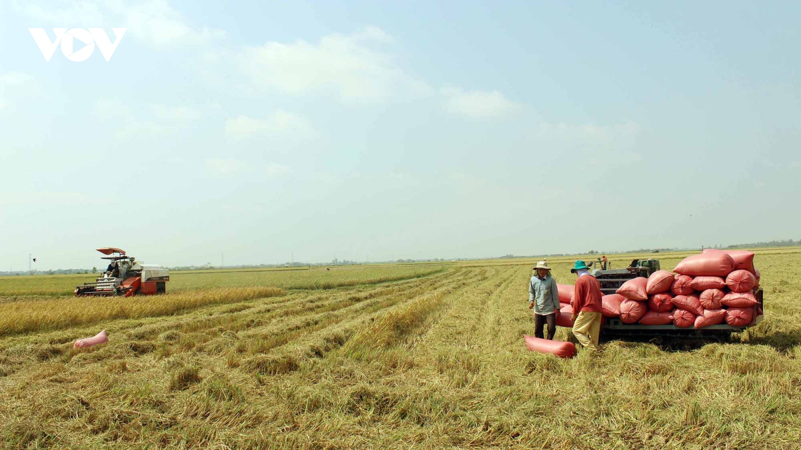Sản xuất không có lãi, sản lượng xuống giống lúa ở Vĩnh Long đạt thấp  