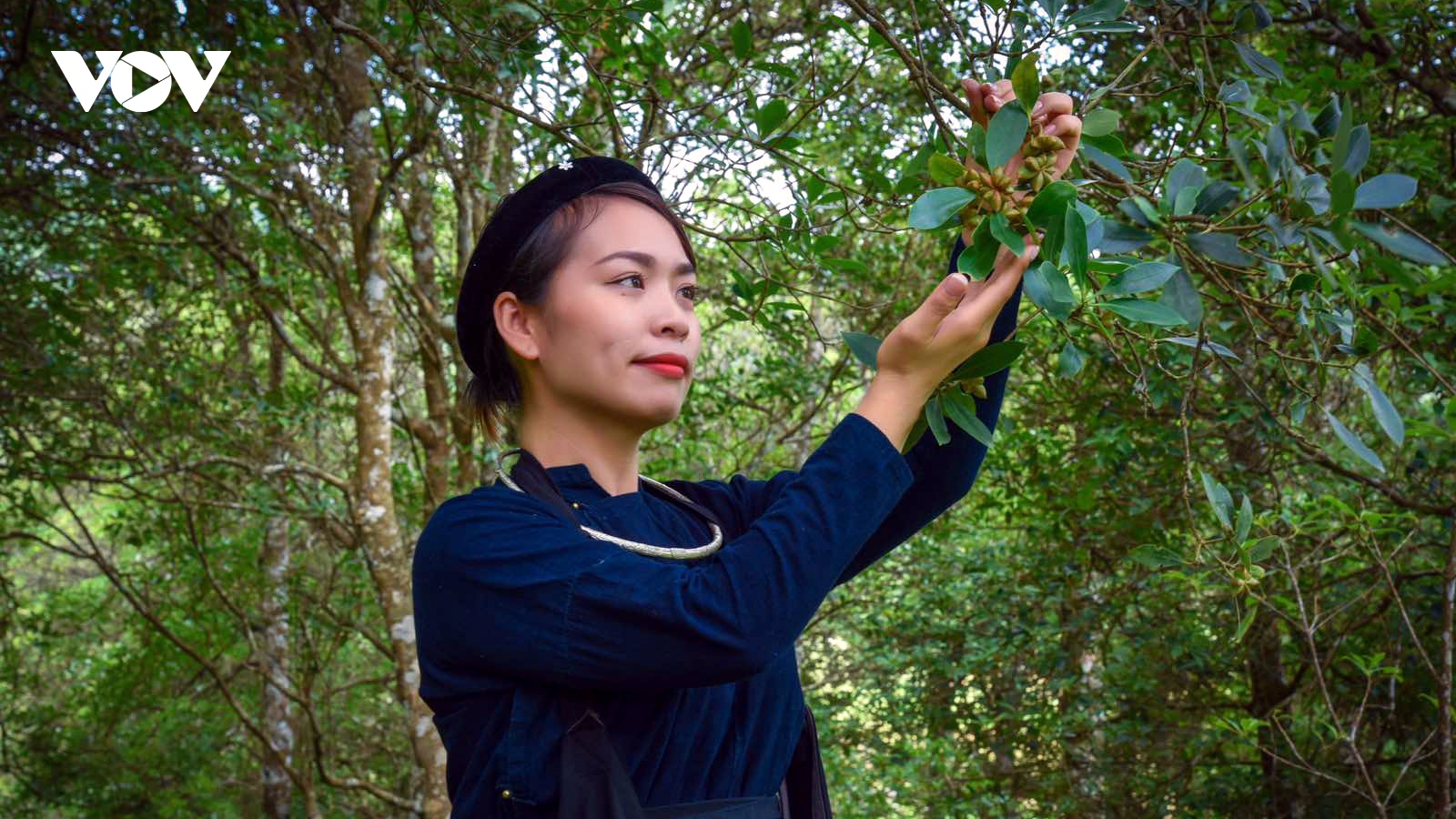 Để cây hồi Lạng Sơn phát triển bền vững