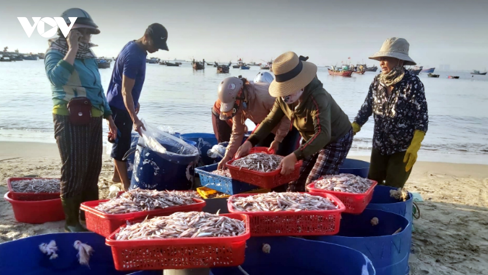 Ngư dân Đà Nẵng được mùa cá cơm