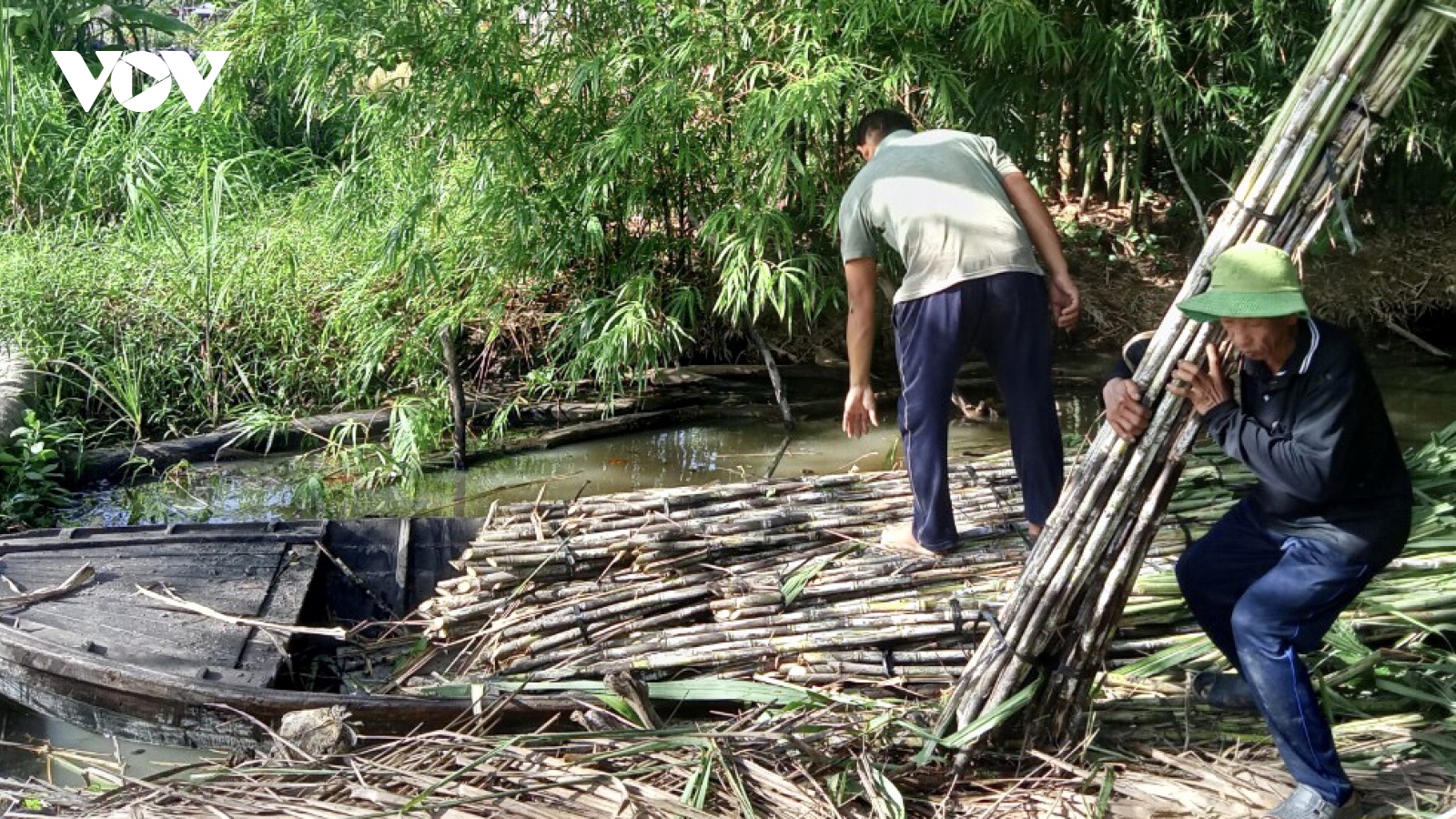 Nông dân Hậu Giang phấn khởi khi giá mía bán chục cao kỷ lục