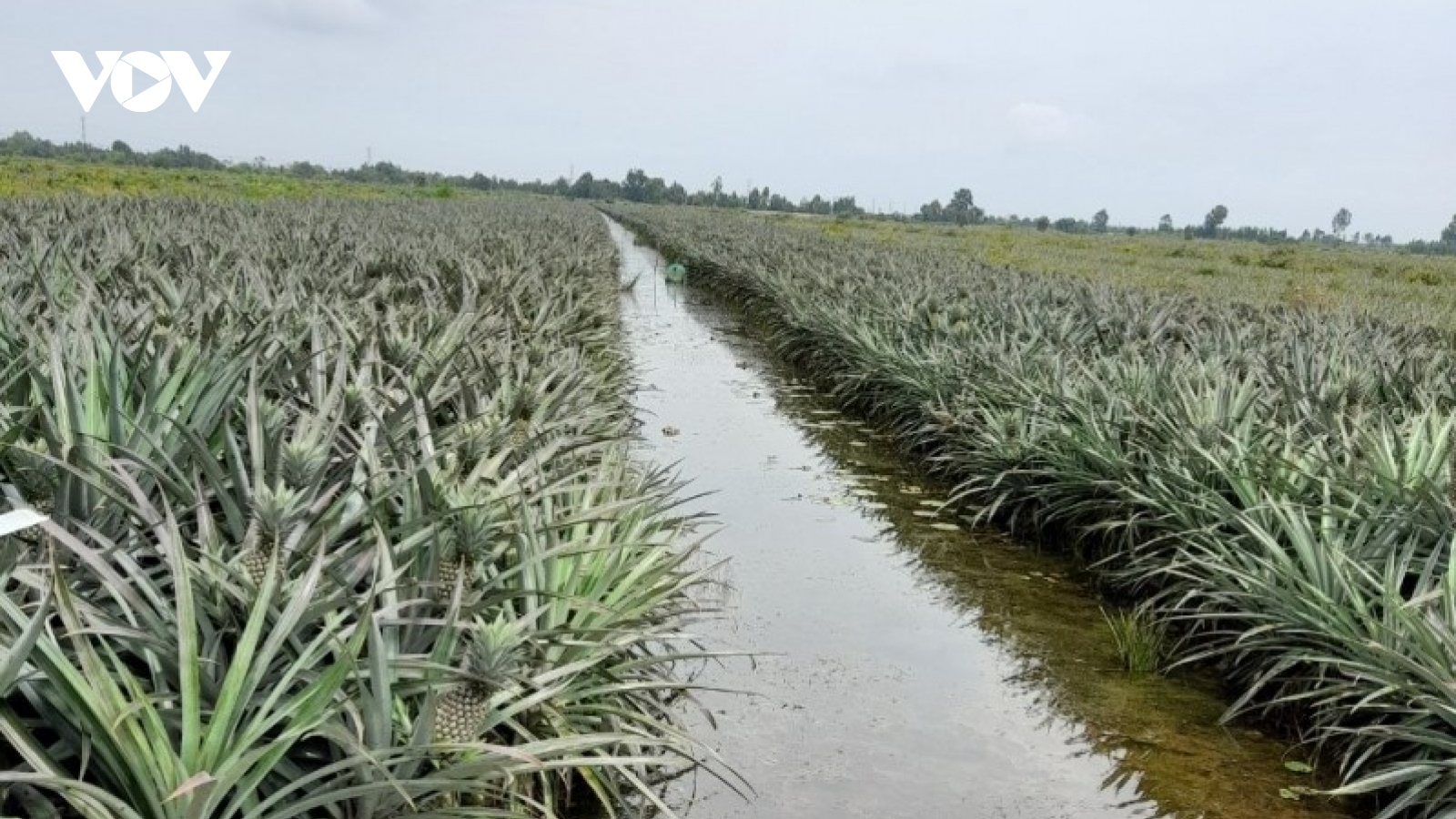 Tiền Giang tích cực bơm nước bảo vệ 16.000 ha dứa