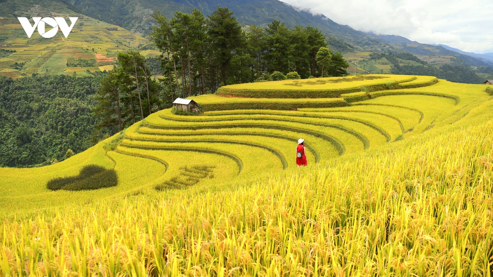 Chiêm ngưỡng vẻ đẹp ruộng bậc thang Mù Cang Chải mùa lúa chín