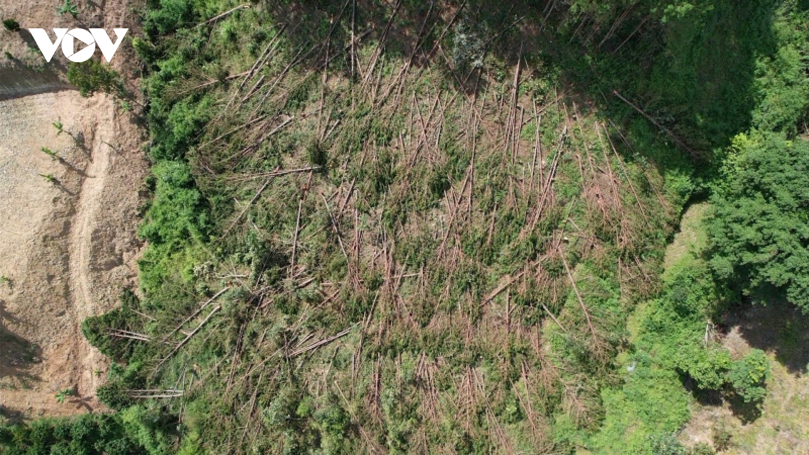Hàng trăm cây rừng ở Lâm Đồng bị cưa hạ nằm la liệt