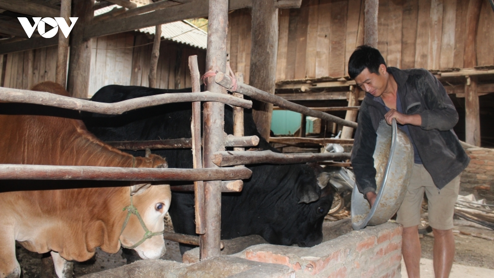 Nông dân Sơn La chủ động dự trữ thức ăn cho đàn vật nuôi trong mùa đông