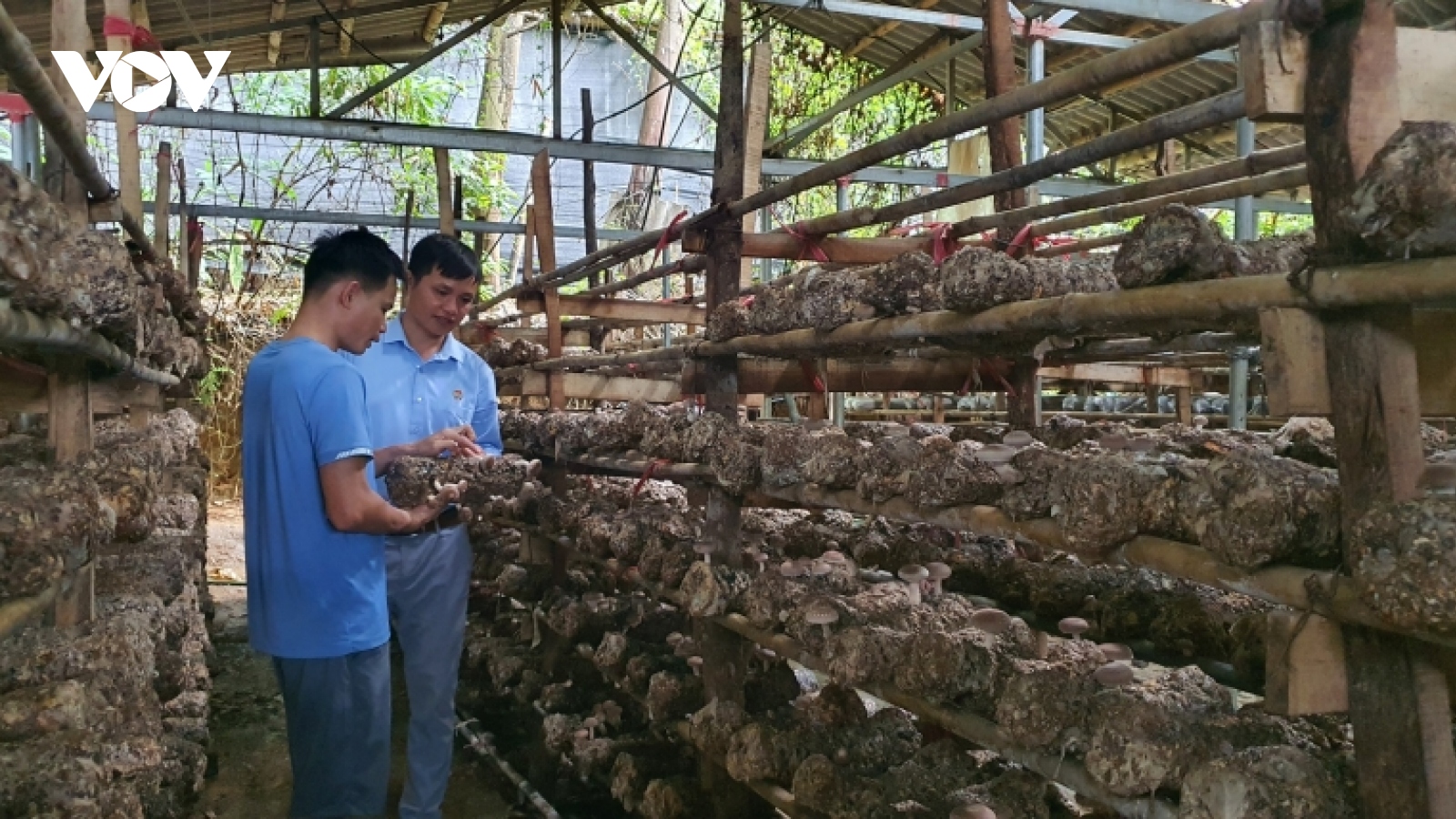 Chàng thanh niên người Thái thu tiền tỷ mỗi năm từ trồng nấm